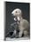 Bedlington Terrier Dogs-null-Framed Photographic Print