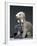 Bedlington Terrier Dogs-null-Framed Photographic Print