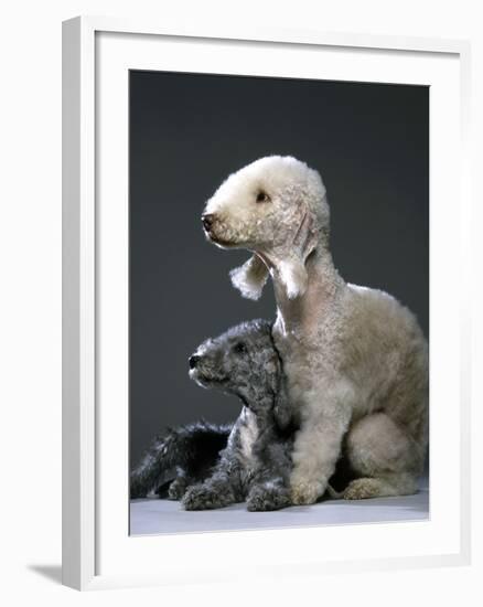 Bedlington Terrier Dogs-null-Framed Photographic Print