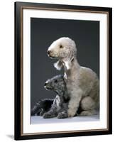 Bedlington Terrier Dogs-null-Framed Photographic Print