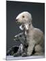 Bedlington Terrier Dogs-null-Mounted Photographic Print