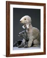 Bedlington Terrier Dogs-null-Framed Photographic Print