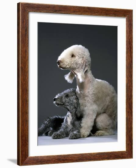 Bedlington Terrier Dogs-null-Framed Photographic Print