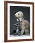 Bedlington Terrier Dogs-null-Framed Photographic Print