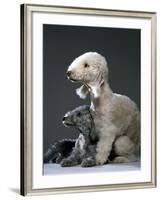 Bedlington Terrier Dogs-null-Framed Photographic Print