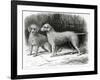 Bedlington Terriers- Mr. F. Armstrong's Rosebud and Mr. A. Armstrong's Nailor-null-Framed Giclee Print