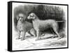 Bedlington Terriers- Mr. F. Armstrong's Rosebud and Mr. A. Armstrong's Nailor-null-Framed Stretched Canvas