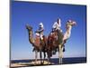 Bedouin and Camels, Sinai, Egypt, North Africa, Africa-Nico Tondini-Mounted Photographic Print