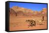 Bedouin and Camels, Wadi Rum, Jordan, Middle East-Neil Farrin-Framed Stretched Canvas