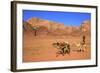 Bedouin and Camels, Wadi Rum, Jordan, Middle East-Neil Farrin-Framed Photographic Print