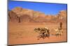 Bedouin and Camels, Wadi Rum, Jordan, Middle East-Neil Farrin-Mounted Photographic Print