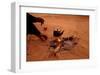 Bedouin Desert Breakfast, Jordon-Wadirum-Charles Glover-Framed Art Print