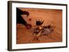 Bedouin Desert Breakfast, Jordon-Wadirum-Charles Glover-Framed Art Print