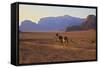 Bedouin with Camels, Wadi Rum, Jordan, Middle East-Neil Farrin-Framed Stretched Canvas