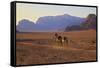 Bedouin with Camels, Wadi Rum, Jordan, Middle East-Neil Farrin-Framed Stretched Canvas