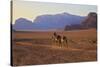 Bedouin with Camels, Wadi Rum, Jordan, Middle East-Neil Farrin-Stretched Canvas