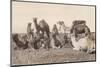 Bedouins Rest with their Camels-null-Mounted Photographic Print