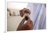 Bedouins sharing tea in the Sahara, Douz, Kebili, Tunisia-Godong-Framed Photographic Print