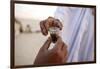 Bedouins sharing tea in the Sahara, Douz, Kebili, Tunisia-Godong-Framed Photographic Print