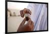 Bedouins sharing tea in the Sahara, Douz, Kebili, Tunisia-Godong-Framed Photographic Print