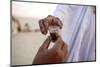 Bedouins sharing tea in the Sahara, Douz, Kebili, Tunisia-Godong-Mounted Photographic Print