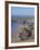 Bedruthan Steps, Cornwall, England, United Kingdom, Europe-Jeremy Lightfoot-Framed Photographic Print