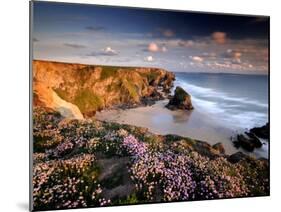 Bedruthan Steps on Cornish Coast, with Flowering Thrift, Cornwall, UK-Ross Hoddinott-Mounted Photographic Print