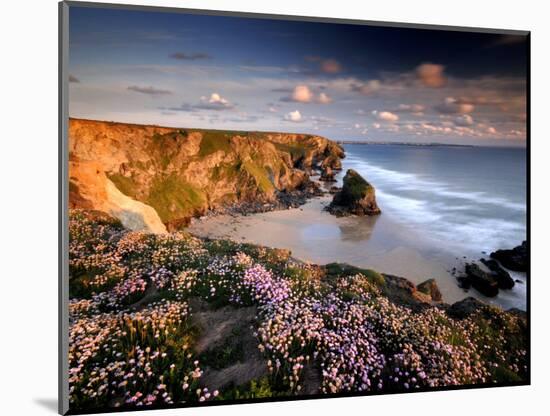 Bedruthan Steps on Cornish Coast, with Flowering Thrift, Cornwall, UK-Ross Hoddinott-Mounted Photographic Print