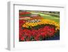 Beds of Tulips in Various Colors.-protechpr-Framed Photographic Print