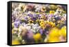 beds with pansies in the spring,-Nadja Jacke-Framed Stretched Canvas