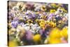 beds with pansies in the spring,-Nadja Jacke-Stretched Canvas