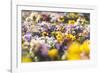 beds with pansies in the spring,-Nadja Jacke-Framed Photographic Print