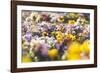 beds with pansies in the spring,-Nadja Jacke-Framed Photographic Print