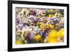 beds with pansies in the spring,-Nadja Jacke-Framed Photographic Print