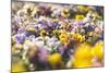 beds with pansies in the spring,-Nadja Jacke-Mounted Photographic Print