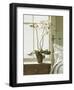 Bedside Orchid-Zhen-Huan Lu-Framed Art Print