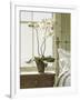 Bedside Orchid-Zhen-Huan Lu-Framed Art Print