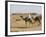 Bedu Rides His Camel Amongst the Sand Dunes in the Desert-John Warburton-lee-Framed Photographic Print