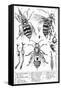 Bee Anatomy, Historical Artwork-Science Photo Library-Framed Stretched Canvas