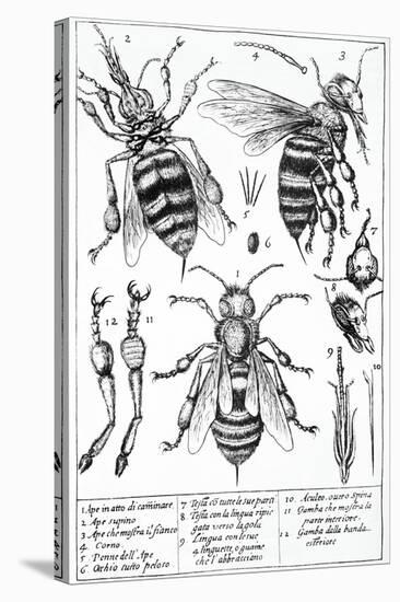 Bee Anatomy, Historical Artwork-Science Photo Library-Stretched Canvas