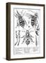 Bee Anatomy, Historical Artwork-Science Photo Library-Framed Photographic Print
