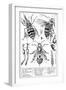 Bee Anatomy, Historical Artwork-Science Photo Library-Framed Photographic Print