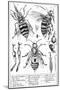 Bee Anatomy, Historical Artwork-Science Photo Library-Mounted Photographic Print