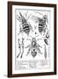 Bee Anatomy, Historical Artwork-Science Photo Library-Framed Photographic Print