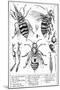 Bee Anatomy, Historical Artwork-Science Photo Library-Mounted Photographic Print