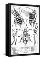 Bee Anatomy, Historical Artwork-Science Photo Library-Framed Stretched Canvas