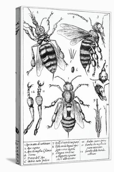 Bee Anatomy, Historical Artwork-Science Photo Library-Stretched Canvas