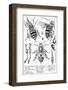 Bee Anatomy, Historical Artwork-Science Photo Library-Framed Photographic Print