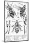 Bee Anatomy, Historical Artwork-Science Photo Library-Mounted Photographic Print