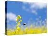 Bee and Field Mustard, Brassica Campestris, Lafayette Reservoir, Lafayette, California, Usa-Paul Colangelo-Stretched Canvas